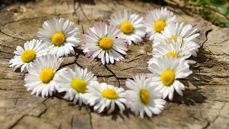 Heart symbolizing loving-kindness