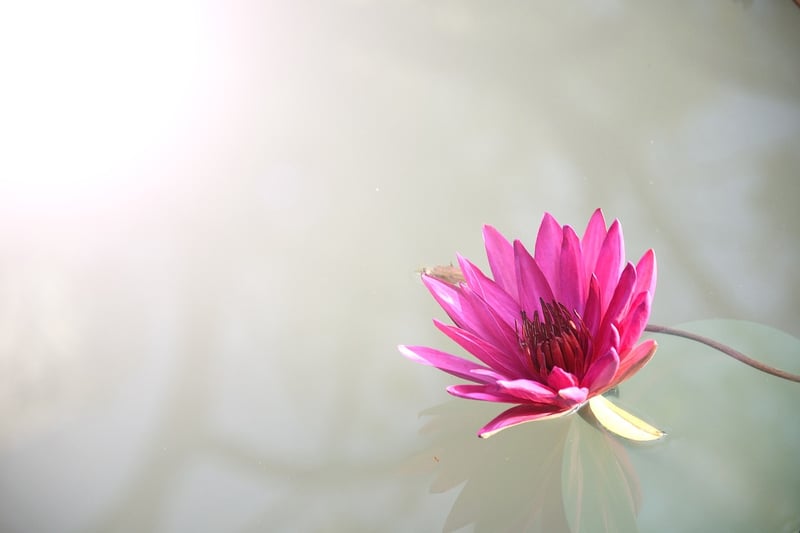Lotus flower representing inner peace